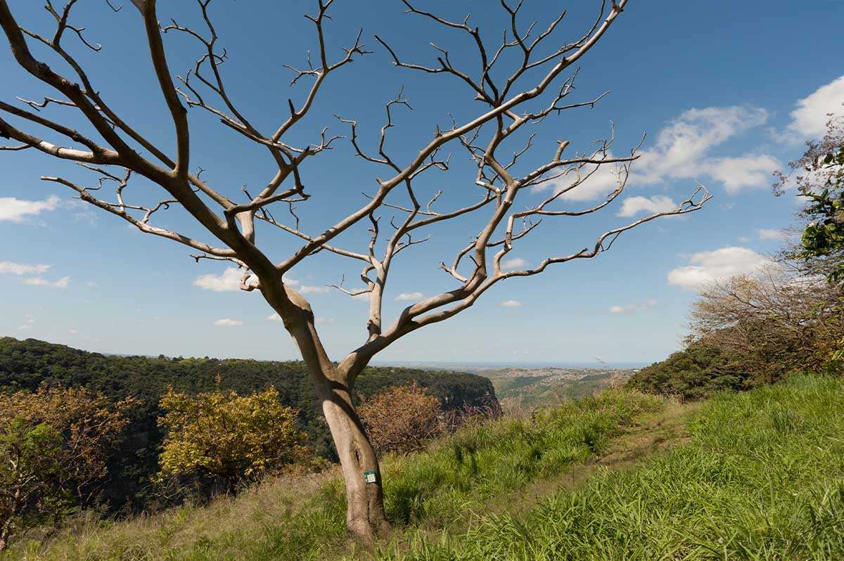 kranskloof-nature-reserve